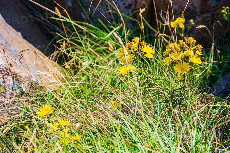 Unspecified yellow flowering vegetation between granite boulders on the coast of Lysekil, BohuslÃ¤n, VÃ¤stra Götalands lÃ¤n, Sweden, Scandinavia