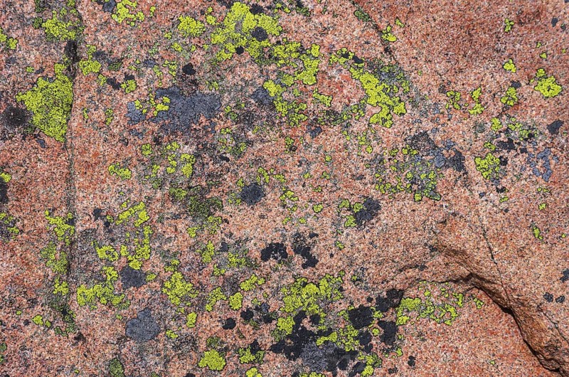 Lichen-covered granite rock, Lysekil, BohuslÃ¤n, VÃ¤stra Götalands lÃ¤n, Sweden, Scandinavia