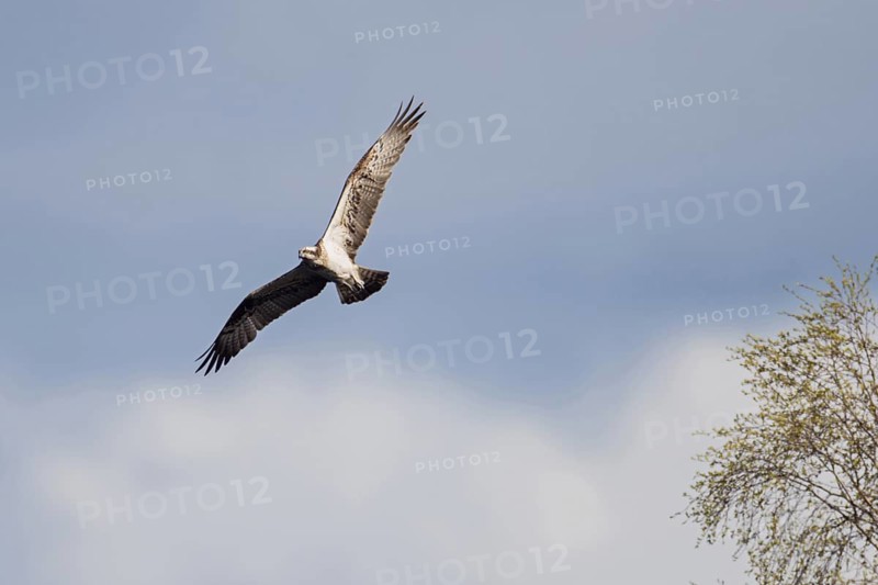 Osprey (Pandion haliaetus) in flight looking for food, shot against a gently balmy sky, an integrated birch tree breaks up the picture nicely, wildlife, native nature, southern Sweden, Sweden, Scandinavia, northern Europe