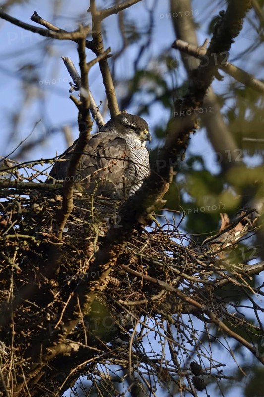 Sleeping bird... Goshawk (Accipiter gentilis) adult female sleeping on its eyrie, female goshawk resting in the nest, native nature, Meerbusch, Rhineland, North Rhine-Westphalia, Germany, Western Europe