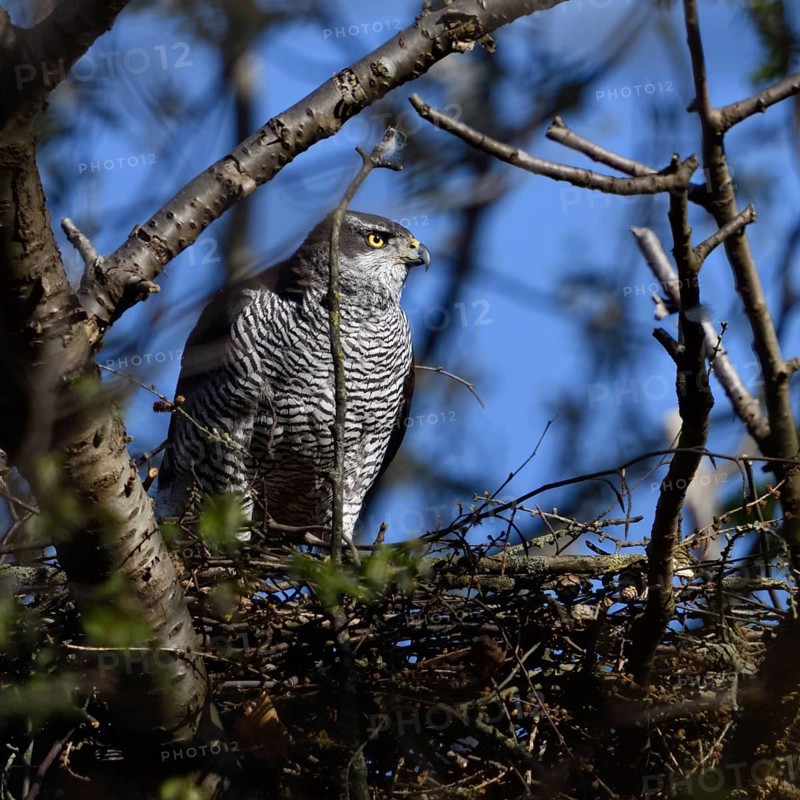 Hidden between trees... Goshawk (Accipiter gentilis) on its eyrie, strong female preparing for nesting, native nature, Meerbusch, Rhineland, North Rhine-Westphalia, Germany, Western Europe