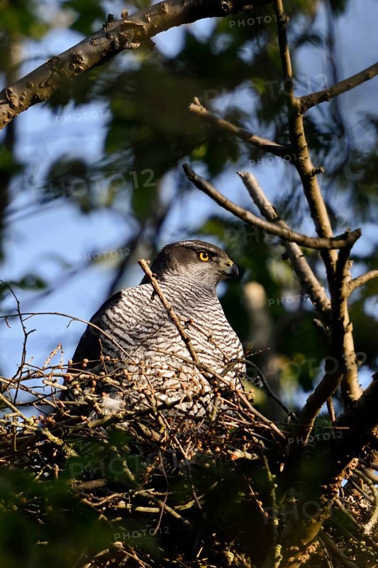 In the morning sun... Goshawk (Accipiter gentilis), female goshawk on the eyrie, nest, native nature, Meerbusch, Rhineland, North Rhine-Westphalia, Germany, Western Europe