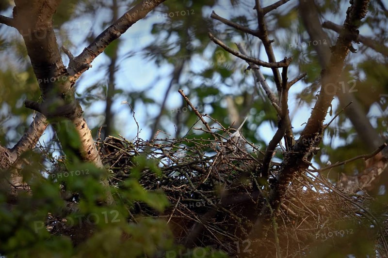 Hidden in plain sight... Goshawk (Accipiter gentilis) sits deep in the nest during breeding, female moults the large plumage during breeding, is then only able to fly to a limited extent, breeding moult, only the long tail feathers are visible, protrude over the edge of the nest, the goshawk is a frequent target species of illegal bird of prey persecution, native nature, Meerbusch, Rhineland, North Rhine-Westphalia, Germany, Western Europe