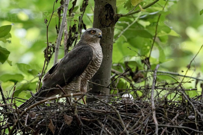 Sparrowhawk (Accipiter nisus), female stands on her nest, observes what is happening in the surroundings, waits for the male to hand over prey, female protects the offspring, male, tercel provides food, the small white head of a chick can just be seen in the nest, local nature, Meerbusch, Lower Rhine, Rhineland, North Rhine-Westphalia, Germany, Western Europe