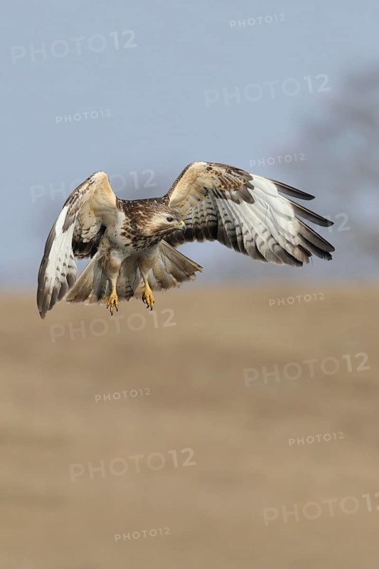 Hunting flight... Buzzard (Buteo buteo), buzzard in flight, native bird of prey, hunting over a dry meadow, looking for mice or other prey, frontal, action-packed, detailed image, native nature, Mecklenburg-Western Pomerania, Germany, Western Europe