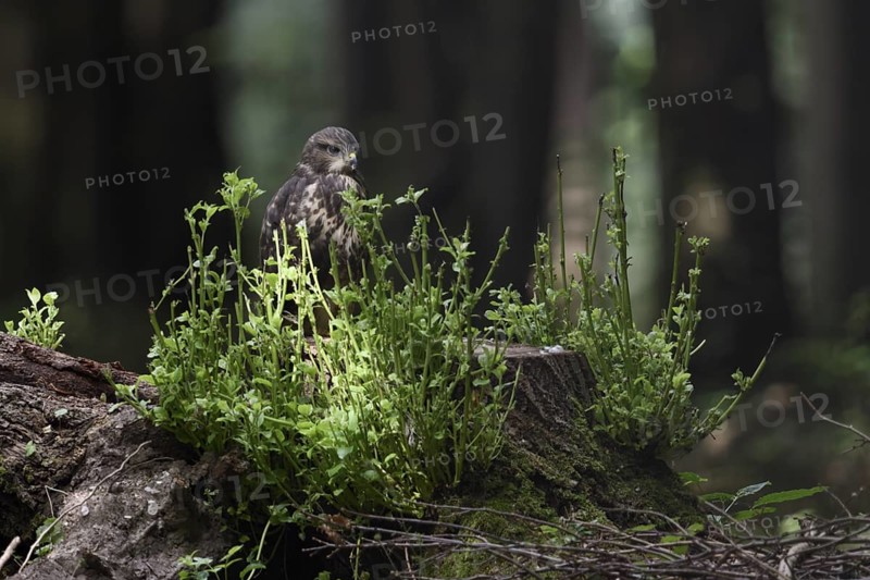 Unindependent... Buzzard (Buteo buteo), young bird of prey, branchling on a tree stump in the forest, native nature, Meerbusch, Lower Rhine, Rhineland, North Rhine-Westphalia, Germany, Western Europe