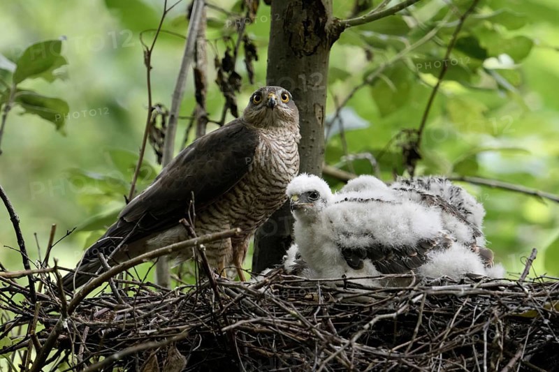 At the raptor nest... Sparrowhawk (Accipiter nisus), female standing on her nest with her chicks, watching the action, waiting for the male to hand over the prey, female protecting her offspring, male, tercel providing food, local nature, Meerbusch, Lower Rhine, Rhineland, North Rhine-Westphalia, Germany, Western Europe