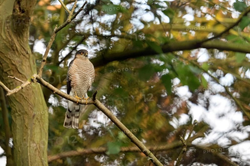 Silent observer... Sparrowhawk (Accipiter nisus), native bird of prey sits in a tree, observes the surroundings, is on the hunt for small birds, very fast, elegant hunter, male bird, is called Terzel, is smaller than the female, native nature, Meerbusch, Lower Rhine, Rhineland, North Rhine-Westphalia, Germany, Western Europe
