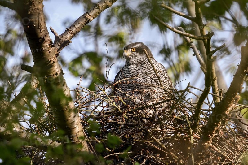 Perfectly camouflaged... Goshawk (Accipiter gentilis), female, sitting in her nest in spring while preparing for breeding, goshawk nest high up in the tree, plumage structures simulate small branches running across, native nature, Meerbusch, Rhineland, North Rhine-Westphalia, Germany, Western Europe