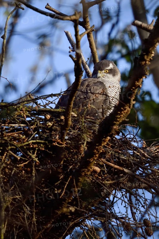 Cosy... Goshawk (Accipiter gentilis), adult female resting in the eyrie, observing the surroundings, native nature, Meerbusch, Rhineland, North Rhine-Westphalia, Germany, Western Europe