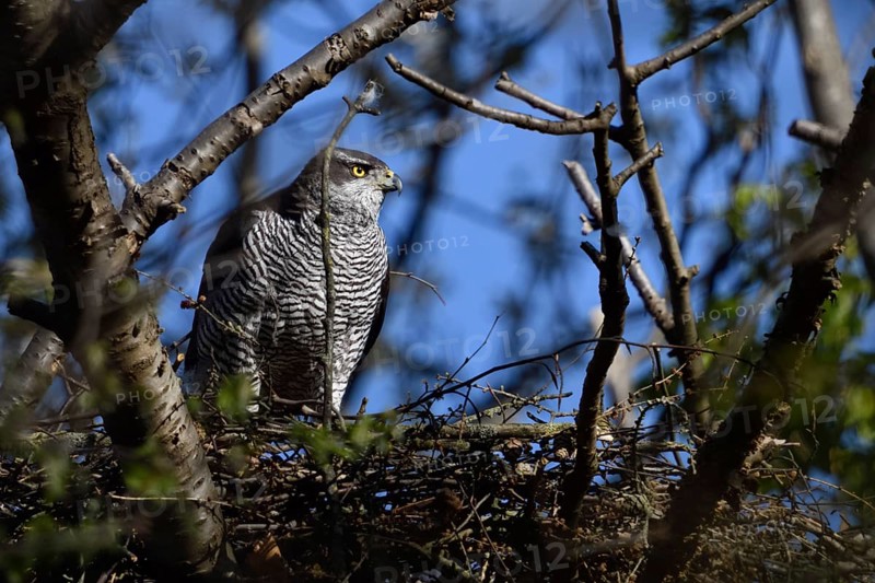 Hidden between trees... Goshawk (Accipiter gentilis) on its eyrie, female preparing for nesting, frequent target species of illegal raptor persecution, native nature, Meerbusch, Rhineland, North Rhine-Westphalia, Germany, Western Europe