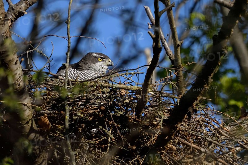 Secretive bird... Goshawk (Accipiter gentilis), female goshawk in her nest, goshawk nest high up in a tree, native nature, Meerbusch, Rhineland, North Rhine-Westphalia, Germany, Western Europe