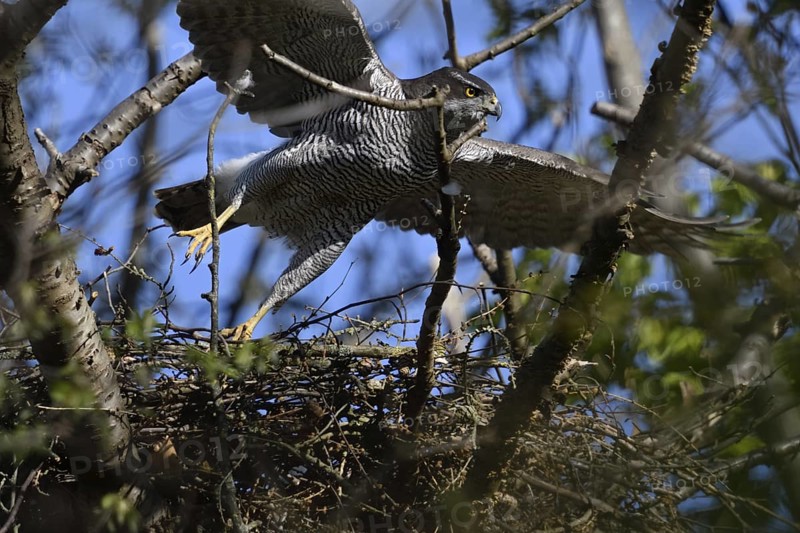 Departure... Goshawk (Accipiter gentilis) leaves the eyrie, female flies off, native nature, Meerbusch, Rhineland, North Rhine-Westphalia, Germany, Western Europe