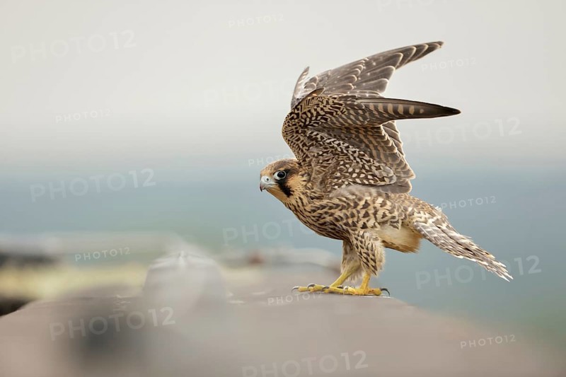 Flight exercises... Peregrine falcon (Falco peregrinus), young falcon, native bird of prey, fledged young bird sits on a high roof, flaps its wings, trains agility and flight muscles, peregrine falcons are considered extremely fast and skilful flyers, are often the target of illegal persecution of birds of prey, native nature, Lower Rhine, Rhineland, North Rhine-Westphalia, Germany, Western Europe