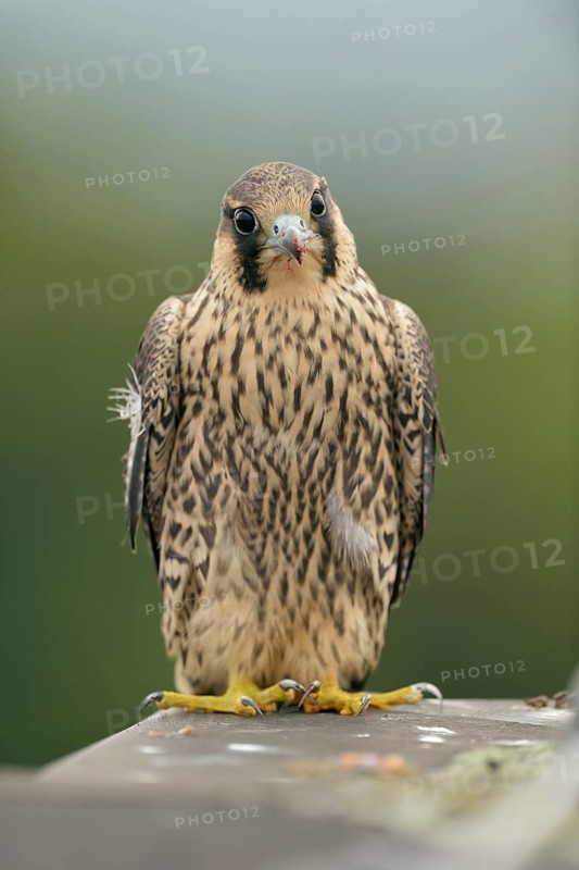 Young peregrine falcon tentacle... Peregrine falcon (Falco peregrinus), male falcon, just fledged young bird, remains of the last meal on the beak, looks almost a little innocent into the camera, frontal shot, series animal children, peregrine falcons are often the target of illegal persecution of birds of prey, native nature, Lower Rhine, Rhineland, North Rhine-Westphalia, Germany, Western Europe