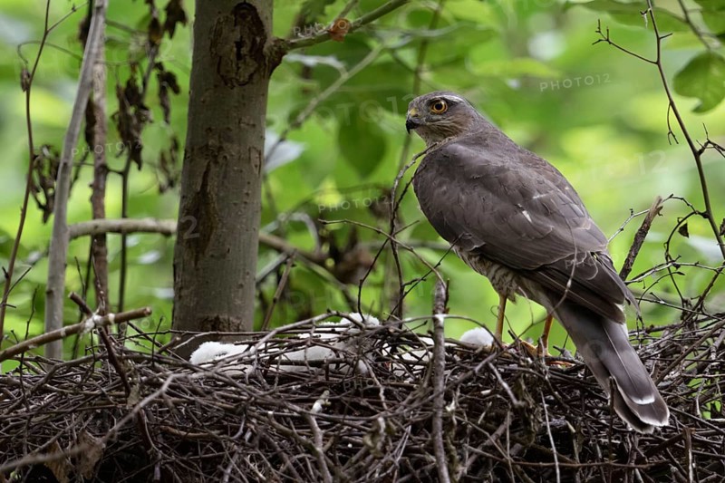 Cut... Sparrowhawk (Accipiter nisus), native, relatively common bird of prey, builds nest in trees, mostly in the forest, but often also in parks and larger gardens, hunts songbirds, female sparrowhawk watches over chicks, the offspring, native nature, Meerbusch, Lower Rhine, Rhineland, North Rhine-Westphalia, Germany, Western Europe