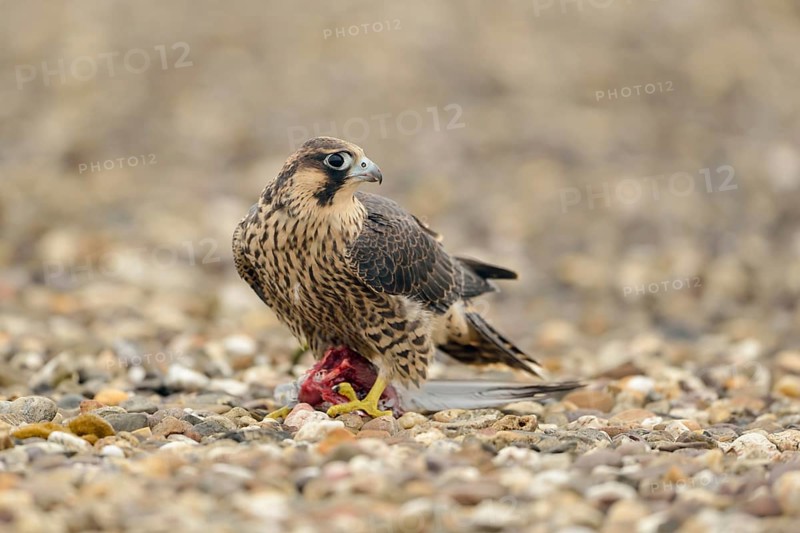 Safeguarding gaze... Peregrine falcon (Falco peregrinus), while feeding, with prey in its clutches, a young falcon looks around for potential danger, sitting on the gravel roof of a high factory building, peregrine falcons are often the target of illegal raptor persecution, native nature, Lower Rhine, Rhineland, North Rhine-Westphalia, Germany, Western Europe