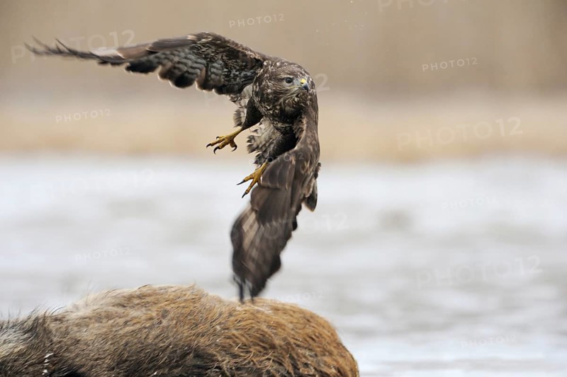 Taking off... Buzzard (Buteo buteo), sweeping take-off, departure photo, previously perched on a dead wild boar, traffic victim, carrion from which the buzzard, bird of prey, bird of prey has eaten, native nature, Mecklenburg-Western Pomerania, Germany, Western Europe