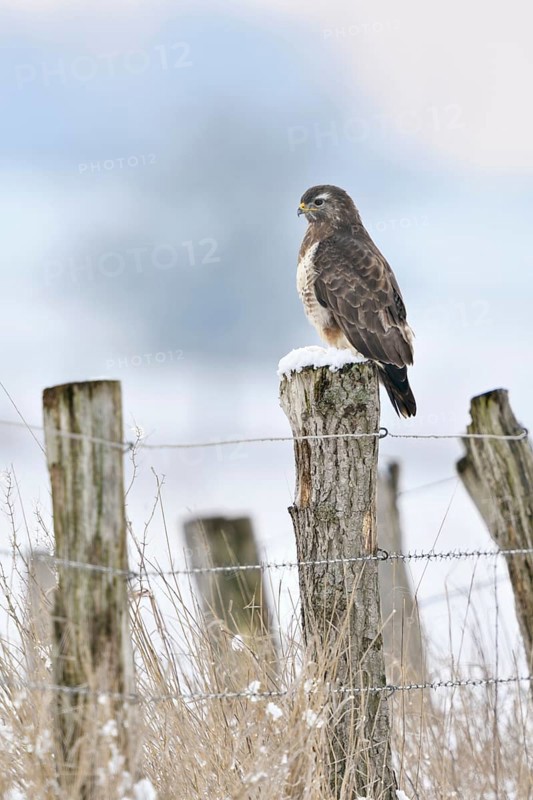 Buzzard (Buteo buteo) in cold winter, sitting on a fence post in the snow, most common native bird of prey, wildlife, Germany, Europe, typical perching bird, hunter, native nature, Lower Rhine, North Rhine-Westphalia, Western Europe