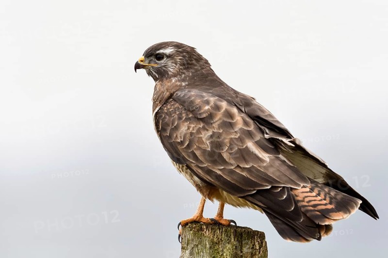 Typical picture... Buzzard (Buteo buteo) sits on a fence post while hunting, typical post hunter, hides, looks out for potential prey, most common native bird of prey, widespread, generally well known, in winter migration of northern buzzards to our region, native nature, Lower Rhine, North Rhine-Westphalia, Germany, Western Europe