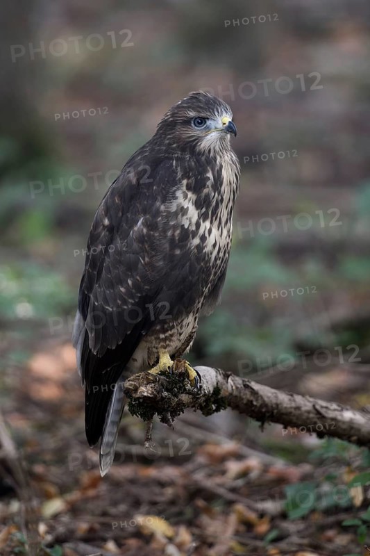 Fledged, but still uncertain... Buzzard (Buteo buteo), freshly fledged young bird with still blue eyes in the forest, local nature, Meerbusch, Lower Rhine, North Rhine-Westphalia, Germany, Western Europe