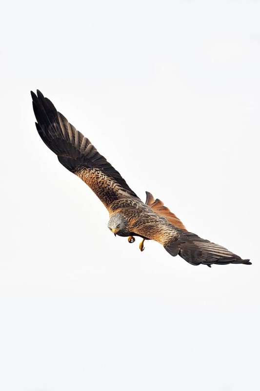 Spectacular flyer... Red kite (Milvus milvus), certainly one of the most beautiful native birds of prey, everywhere threatened, endangered species, looks into the camera, native nature, Mecklenburg-Western Pomerania, Germany, Western Europe
