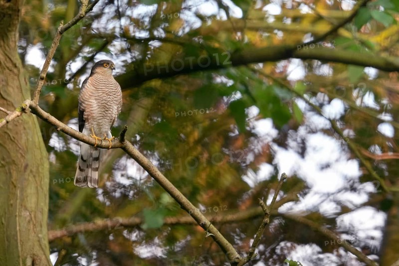 Bird of prey in a tree... Sparrowhawk (Accipiter nisus), male, male bird, tercel sitting in a tree, attentively observing the surroundings, presumably hunting, watching over the offspring near the nest, native nature, Meerbusch, Lower Rhine, Rhineland, North Rhine-Westphalia, Germany, Western Europe