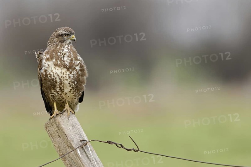 Typical sight... Buzzard (Buteo buteo) sits, perches on a fence post, observes the surroundings, most common native bird of prey, can be seen here all year round, more often in winter than in summer due to migrants, native nature, Meerbusch, Rhineland, North Rhine-Westphalia, Germany, Western Europe