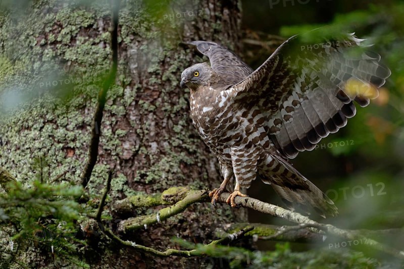 Wing-flapping... Honey buzzard (Pernis apivorus), rare, endangered native bird of prey, buzzard that prefers to feed on wasps, food specialist, sits hidden in a tree, flaps its wings, native nature, Germany, Western Europe