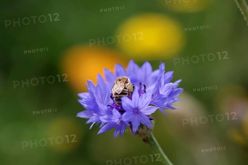 Bee (Apiformes), cornflower (Centaurea cyanus), colourful, macro
