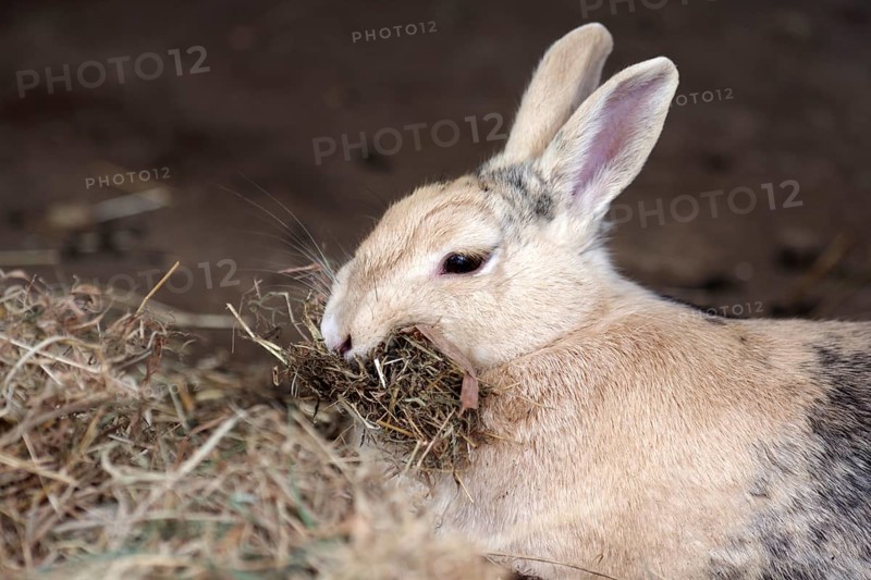 Domestic rabbit (Oryctolagus cuniculus domestica), hay, straw, mouth, nest building, pregnant, A rabbit collects litter to build a nest