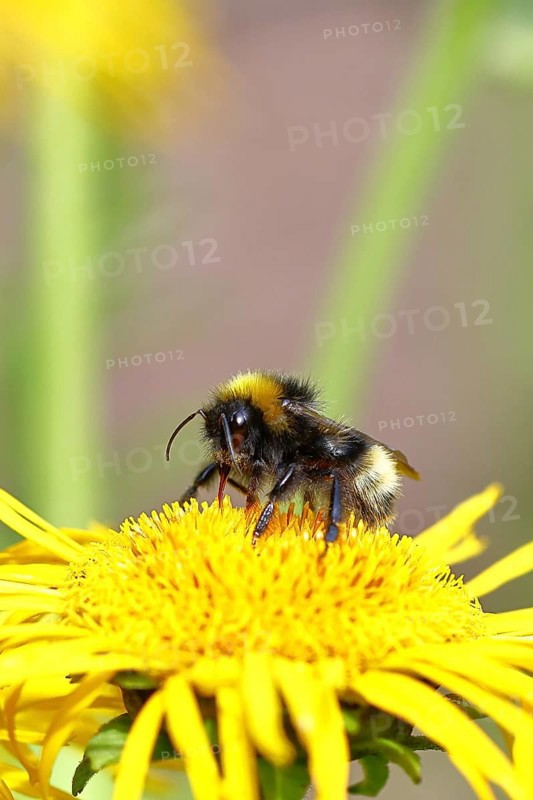 Field bumblebee (Bombus pascuorum), collecting pollen on a yellow flower of a Great Telekie (Telekia speciosa), Wilnsdorf, North Rhine-Westphalia, Germany
