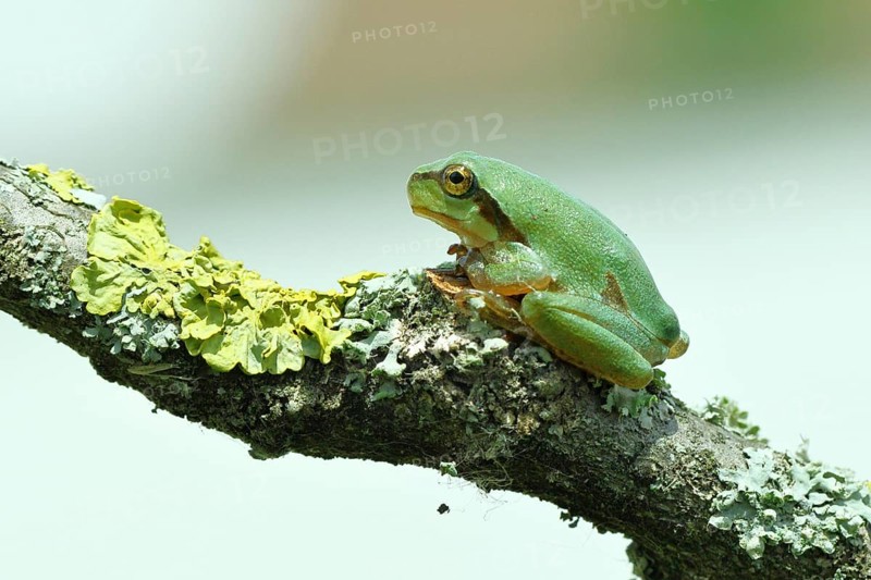 European tree frog (Hyla arborea) sitting on a lichen-covered branch in its natural environment, close-up, Lake Neusiedl National Park, Burgenland, Austria