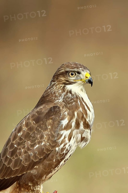 Buzzard (buteo buteo), light-coloured variant, light morph, side view, animal portrait, wildlife, North Rhine-Westphalia, Germany