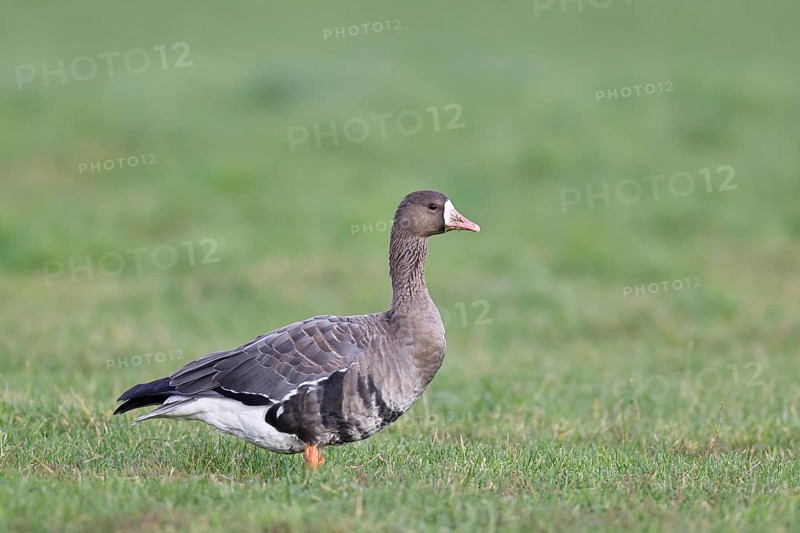 White-fronted goose (Anser albifrons), standing in a meadow in the wintering area, wildlife, Bislicher Insel nature reserve, Xanten, Lower Rhine, North Rhine-Westphalia, Germany