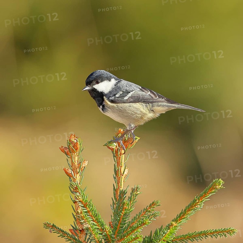 Fir tit (Parus ater), sitting on the top of a young spruce, European spruce (Picea abies), Wilnsdorf, North Rhine-Westphalia, Germany