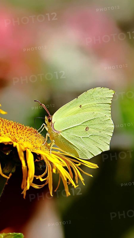 Lemon butterfly (Gonepteryx rhamny) on a yellow flower of a Great Telekie (Telekia speciosa), close-up, Wilnsdorf, North Rhine-Westphalia, Germany