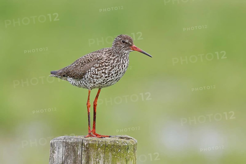 Redshank (Tringa totanus) standing on a pasture fence post, snipe bird, spring, wildlife, HÃ¼de, Ochsenmoor, DÃ¼mmer See, HÃ¼de, Lower Saxony, Germany