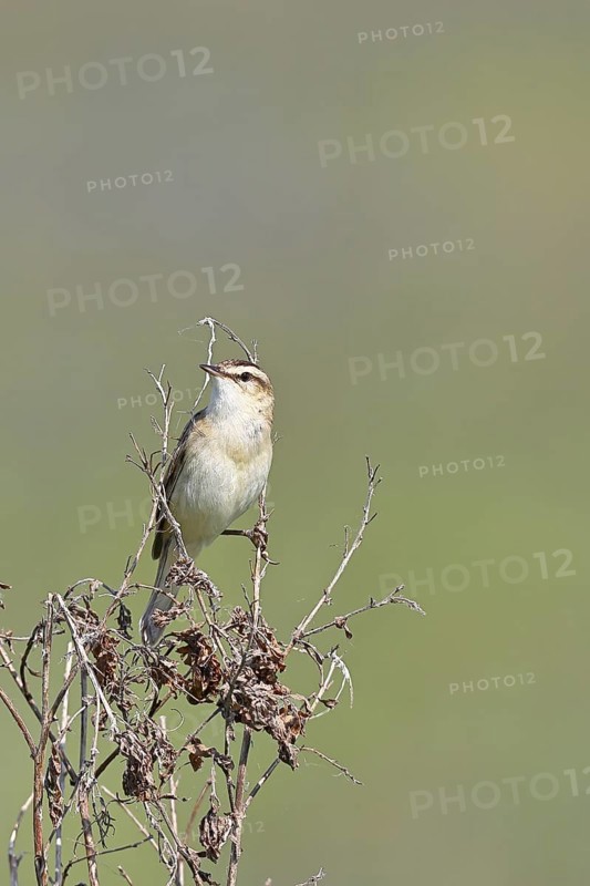 Reed warbler (Acrocephalus schoenobaenus) sitting in a shrub in its natural environment, Wildlife, Lembruch, Ochsen Moor, DÃ¼mmer nature park Park, Lower Saxony, Germany