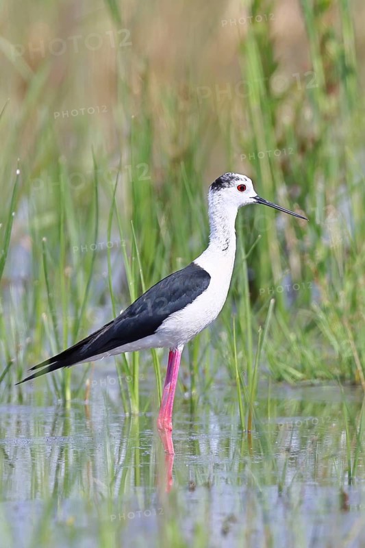 Stilt (Himantopus himantopus), adult bird standing in the reeds of the shore vegetation, wildlife, wading bird, animals, waterfowl, Lake Neusiedl National Park, Burgenland, Austria