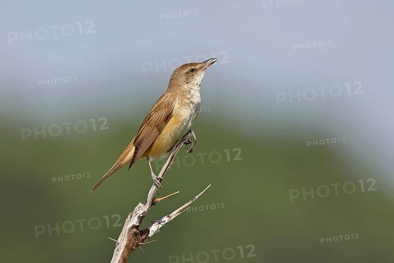 Great Reed Warbler (Acrocephalus arundinaceus), sitting on a twig, singing station, natural habitat, migratory bird, songbirds Lake Neusiedl, Burgenland, Austria