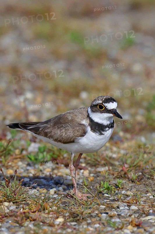 Little Ringed Plover (Charadrius dubius) adult bird standing on a gravel bank at the lakeshore, Wildlife, Lake Neusiedl National Park, Burgenland, Austria