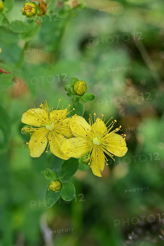 Common St John's wort (Hypericum perforatum), spotted St John's wort or common St John's wort (Hypericum perforatum), blood herb, St John's wort, spotted St John's wort, medicinal plant, close-up of a flower, wild form, natural environment, Wilnsdorf, North Rhine-Westphalia, Germany