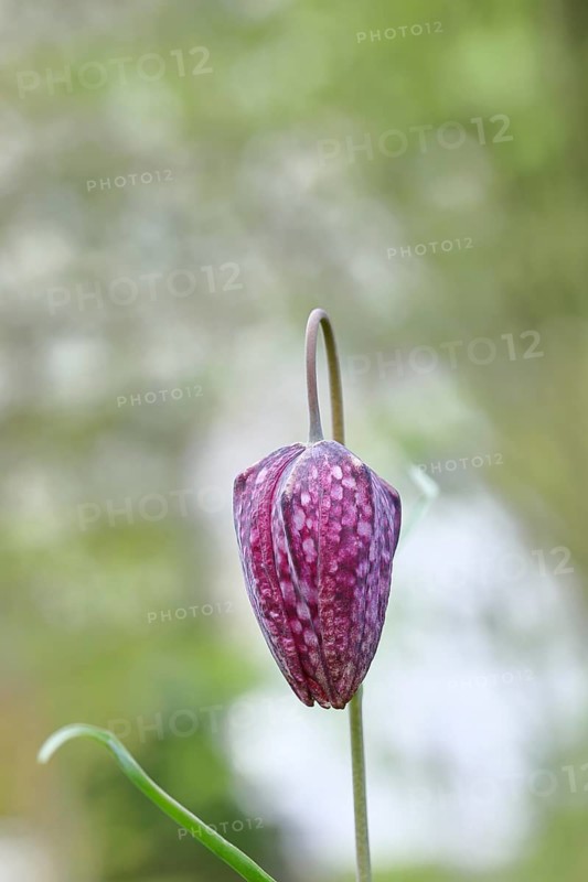 Snake's Head Fritillary (Fritillaria meleagris), still closed flower in a meadow with bokeh in the background, inflorescence, early bloomer, spring, Wilnsdorf, North Rhine-Westphalia, Germany