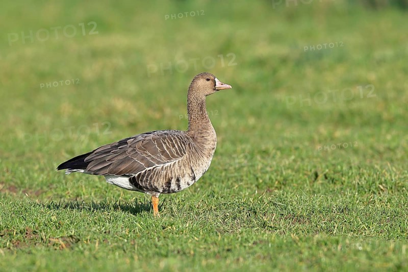 White-fronted goose (Anser albifrons), standing in a meadow in the wintering area, wildlife, Bislicher Insel nature reserve, Xanten, Lower Rhine, North Rhine-Westphalia, Germany