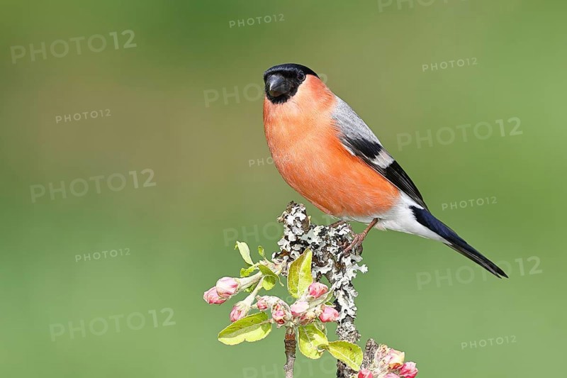 Bullfinch (Pyrrhula pyrrhula) male sitting on a branch with apple blossoms (Malus domestica), Wilnsdorf, North Rhine-Westphalia, Germany