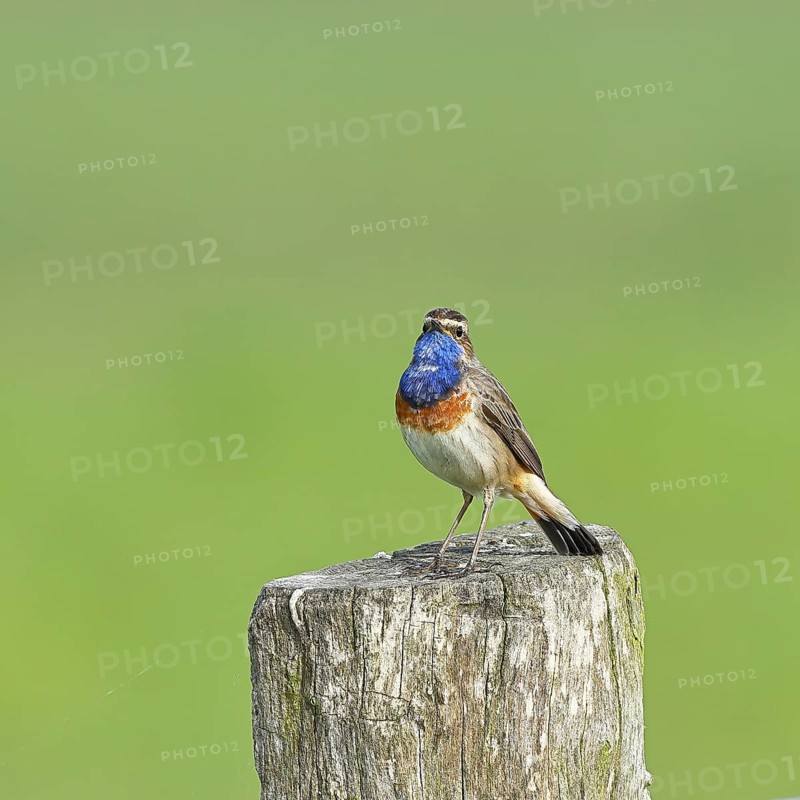 Bluethroat (Luscinia svecica cyanecula), male, on a pasture fence post, wildlife, Lembruch, Ochsen Moor, DÃ¼mmer nature park Park, Lower Saxony, Germany