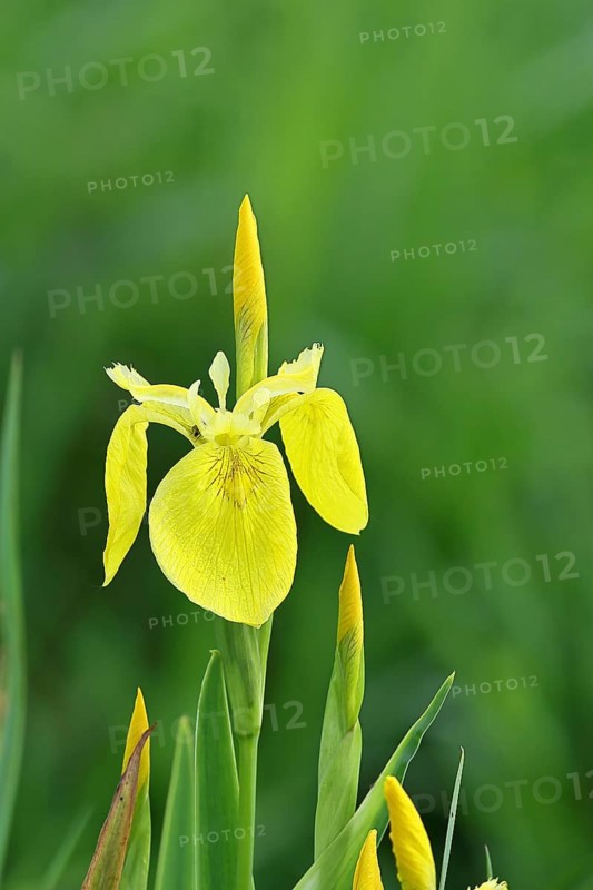 Marsh iris (Iris pseudacorus), yellow flower in a pond, Wilnsdorf, North Rhine-Westphalia, Germany