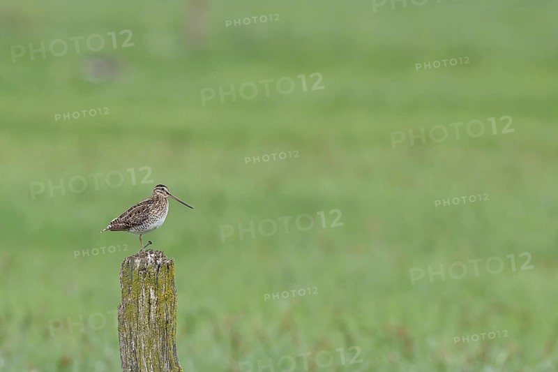 Snipe (Gallinago gallinago), standing on fence posts of a pasture, on moorland, snipe birds, wildlife, nature photography, Ochsenmoor, Naturpark DÃ¼mmer See, HÃ¼de, Lower Saxony, Germany