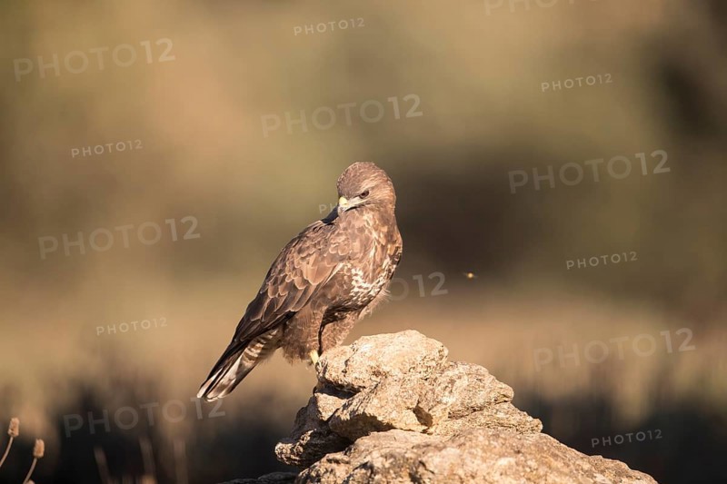 Common buzzard (Buteo buteo), Extremadura, Castilla La Mancha, Spain